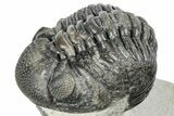 Curled Pedinopariops Trilobite - Mrakib, Morocco #287672-3